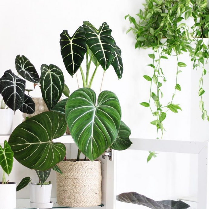 How to add indoor plants in your home